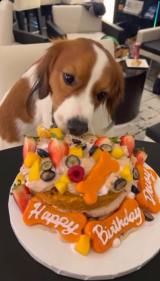 �f�R�s��(�ʐ^�͑�J�ĕ��̃C���X�^�O����:@shoheiohtani���) 