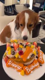 �f�R�s��(�ʐ^�͑�J�ĕ��̃C���X�^�O����:@shoheiohtani���) 