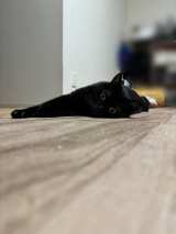 �u�ˁc�c���c�c�H�v�i�摜�񋟁F���L�����肳��@kuro_asari5bee�j 