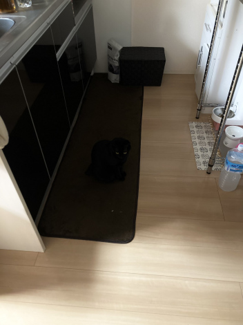 �u�ǂ����ăL�b�`���̃}�b�g�����̐F�ɂ��Ă��܂����񂾂낤�c�v�i�摜�񋟁F���L�����肳��@kuro_asari5bee�j 