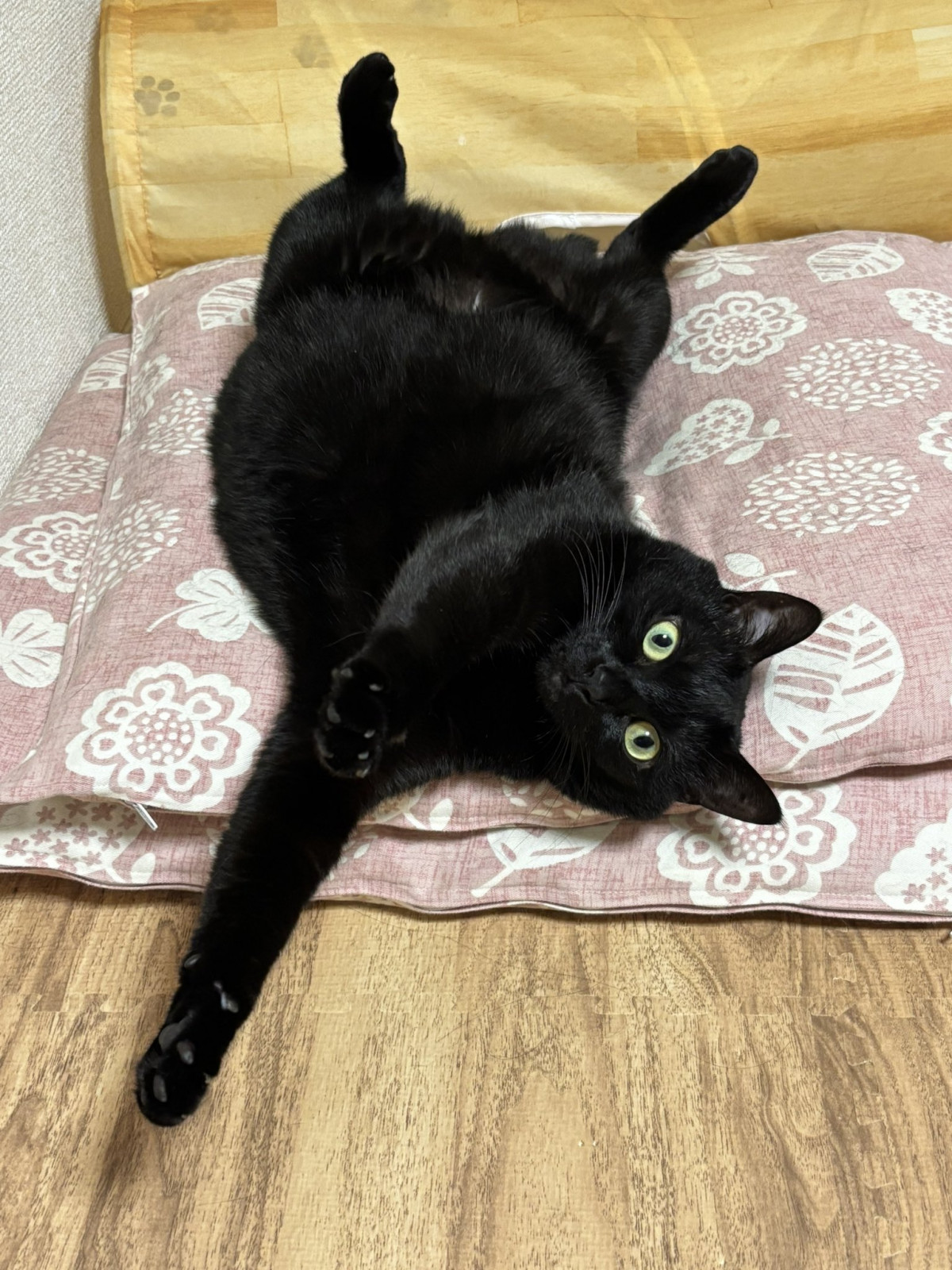 あ、や、やだーーー可愛いー！」飼い主を悶絶させた愛猫のしぐさ