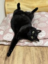 �u�Ȃ�ĉ����ۂ�ۂ��Ȃ́`�`�H�v�i�摜�񋟁F���L�����肳��@kuro_asari5bee�j 