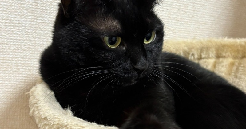 黒猫 and 白猫 ピアス | Ne しょっぷ for We Wish