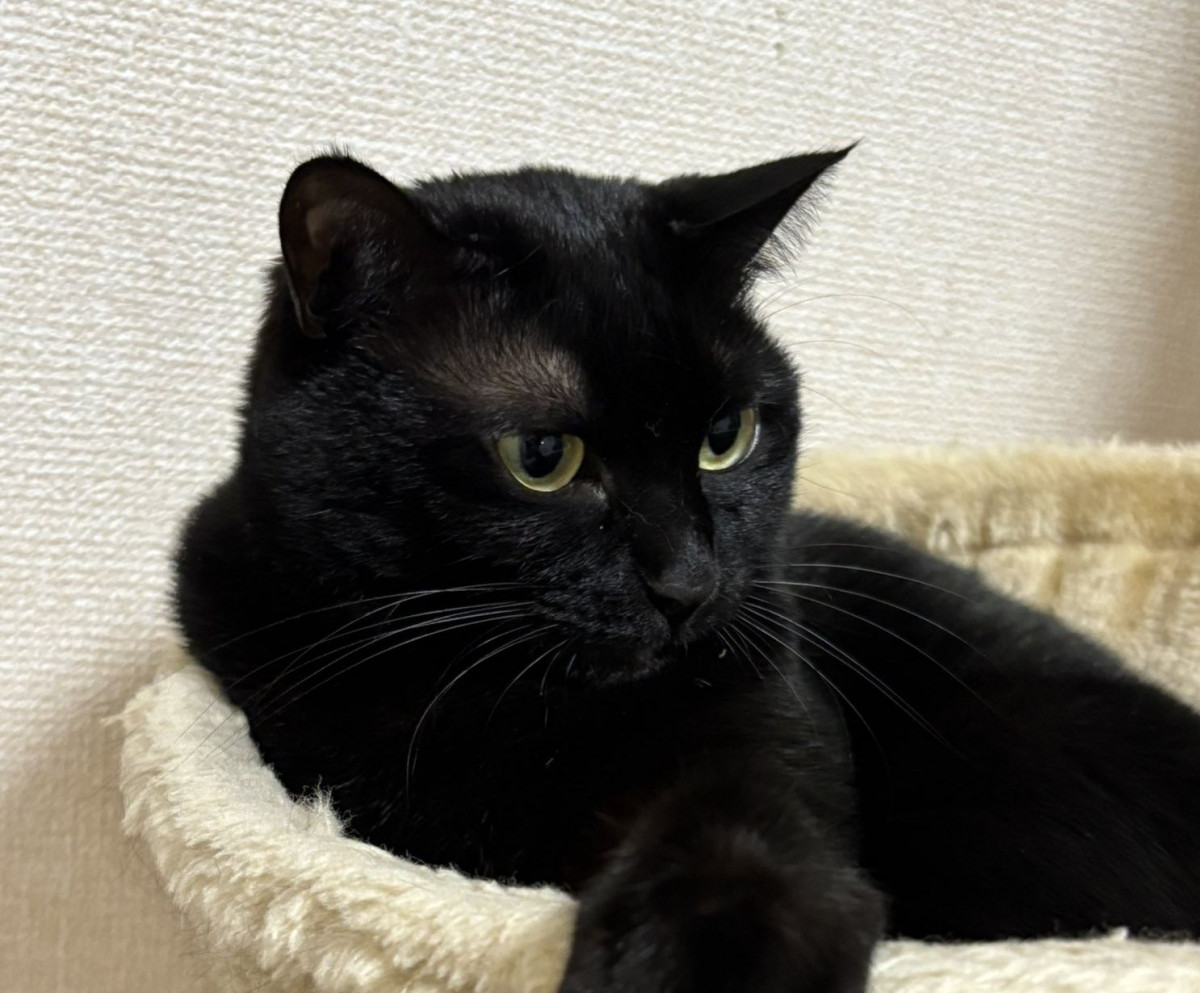 あ、や、やだーーー可愛いー！」飼い主を悶絶させた愛猫のしぐさ