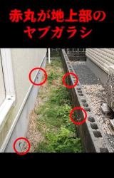 庭に生えたら終了」最恐すぎる雑草の生態に650万再生「土の下…ヤバイ