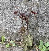 ���u�K���V�B�Ԃ��s�������B�n�`�������񂹂郄�u�K���V�́u�ŋ��ԁv�͎��̎ʐ^�ցB 