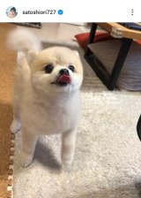 �����x���u�ŋ߂̂͂ȁv�i�ʐ^�̓C���X�^�O���� @satoshiori727 ���j 