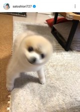 �����x���u�ŋ߂̂͂ȁv(�ʐ^�̓C���X�^�O���� @satoshiori727 ���) 