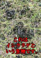 ���J���ɂ��S�~�ɂ�������u�C�V�N���Q�v�B����͂�⊣��������ԁB����Ɋ�������Ɓc�摜��@oniwasoji 