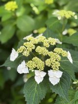 �i�L��Ђ���^�㓇���I�t�B�V�����u���O���j 