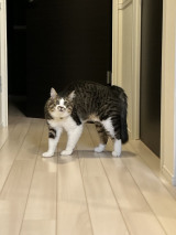 �����ςȂ�����݂��Ă��߂��(�摜��:�u�ق��Ă���v@hotanyan) 