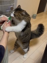 (�摜��:�u�ق��Ă���v@hotanyan) 