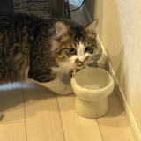 ���ђ��̃x�X�g�V���b�g(�摜��:�u�ق��Ă���v@hotanyan) 