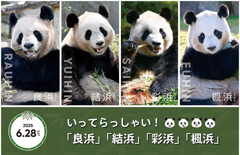 パンダ★発送は平日火曜金曜のみ★ページ Amazon.co.jp: グリーティングライフ 2025年 カレンダー パンダ