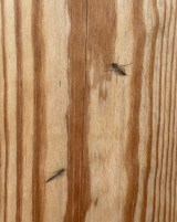 ���E�֐������ɔ������Ă��郆�X���J�iC�jORICON NewS inc. 