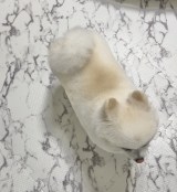 �u�ڂ��A�|�����j�A���̂ۂ񂿂��!�v���e���(�ʐ^��@boku_ponchan���) 