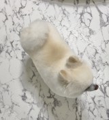 �u�ڂ��A�|�����j�A���̂ۂ񂿂��!�v���e���(�ʐ^��@boku_ponchan���) 