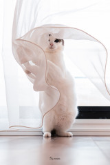 �܂�ŋ����?�g��₩�ȔL�h���b��u�|�p�I�Ȕ�������̌�����ɂ��l�v�u�F���ۂ�������܂���ˁv 