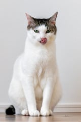 �W������(�摜��:�����r����@kazutoshi_ono_) 