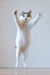 �W������(�摜��:�����r����@kazutoshi_ono_) 