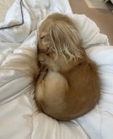 �u�_�b�N�X���ĂȂ�ŐQ��Ƃ��c�v�f�p�ȋ^��Ɂu���킢���v�u���������񂾂낤�ˁv���� 