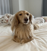 100�_���_�̐Q�ڂ���u���Ⴟ��v����̓��e���(�ʐ^��@chacha210309���) 