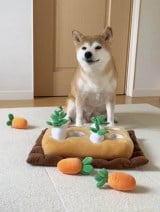 �l�Ԃ̂悤�ȁg�h����h��������������i�摜�񋟁F�Č���������@momonosekaiii�j 