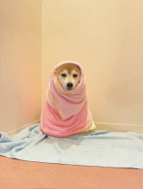 �e���V�������������܂�ɓ˂�����ł��������Ƃ�S���������Ă���������i�摜�񋟁F�Č���������@momonosekaiii�j 