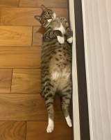 �ҏW��܂�(@henshu_yamami_)����̈��L�E�y���� (�ʐ^��X���) 