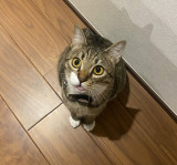 �ҏW��܂�(@henshu_yamami_)����̈��L�E�y���� (�ʐ^��X���) 