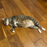 �ҏW��܂�(@henshu_yamami_)����̈��L�E�y���� (�ʐ^��X���) 