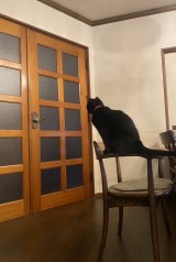 ��D���Ȏ�������g�o�҂��h���Ă���u��邿���v(�摜��:Turi����@turi2018) 