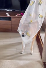 �g�̂��z���h�Ɏ���������߂�ӂ�������(�摜��:�Č��ӂ�������@fufufufufu_ta) 