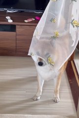 �g�̂��z���h�Ɏ���������߂�ӂ�������(�摜��:�Č��ӂ�������@fufufufufu_ta) 