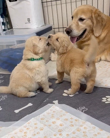 ꍇqD߂ꌢEՂi摜񋟁FՂ񂿂@pu_channeldesuj 