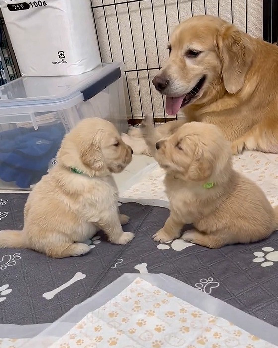 ꍇqD߂ꌢEՂ(摜:Ղ񂿂@pu_channeldesu) 