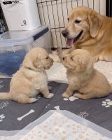 ꍇqD߂ꌢEՂ(摜:Ղ񂿂@pu_channeldesu) 