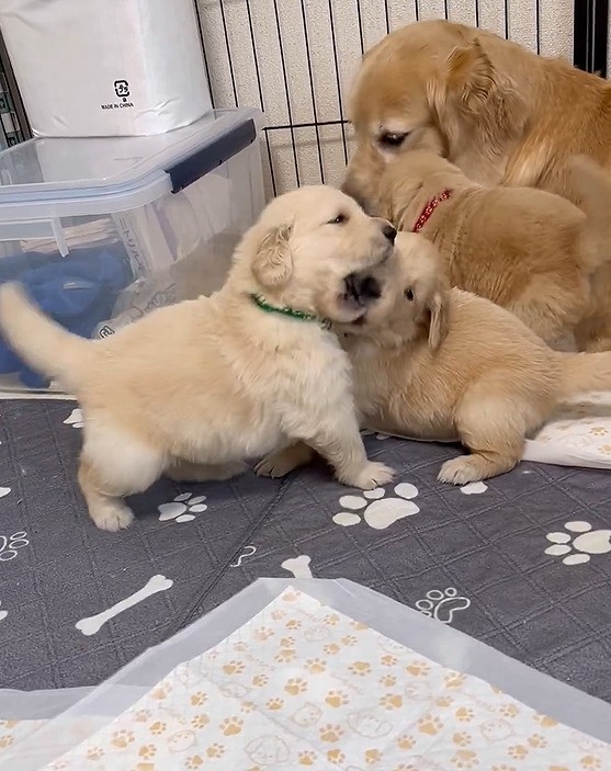 ꍇqD߂ꌢEՂ(摜:Ղ񂿂@pu_channeldesu) 