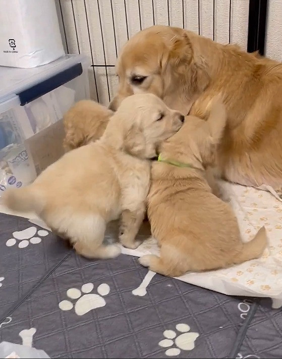 ꍇqD߂ꌢEՂ(摜:Ղ񂿂@pu_channeldesu) 