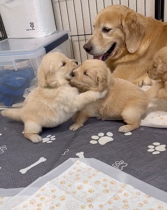 ꍇqD߂ꌢEՂ(摜:Ղ񂿂@pu_channeldesu) 