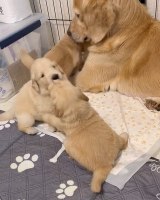 ꍇqD߂ꌢEՂ(摜:Ղ񂿂@pu_channeldesu) 