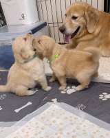 ꍇqD߂ꌢEՂ(摜:Ղ񂿂@pu_channeldesu) 