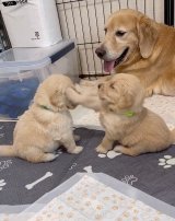 ꍇqD߂ꌢEՂ(摜:Ղ񂿂@pu_channeldesu) 