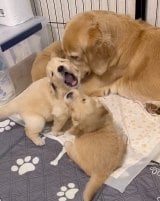 ꍇqD߂ꌢEՂ(摜:Ղ񂿂@pu_channeldesu) 