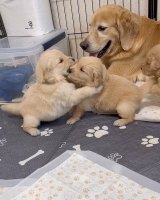 ꍇqD߂ꌢEՂ(摜:Ղ񂿂@pu_channeldesu) 