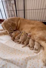 1ڂ̎qɕꌢEՂ(摜:Ղ񂿂@pu_channeldesu) 