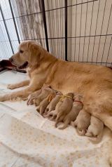 1ڂ̎qɕꌢEՂ(摜:Ղ񂿂@pu_channeldesu) 