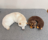 �g�l�b�N�s���[�h�̂悤�Ɋۂ��Ȃ�Č��E�䂫�����(�摜��:����go(���Ă䂫)����@go20597673) 