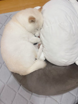 X�A�J�E���g�E����go(���Ă䂫)����(@go20597673)�̈����E�䂫�����(�ʐ^��X���) 