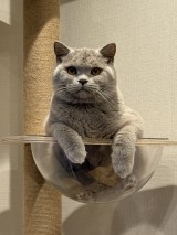 ���߂񂳂�(@momen__cat)����̈��L�E���߂񂭂� (�ʐ^��X���) 